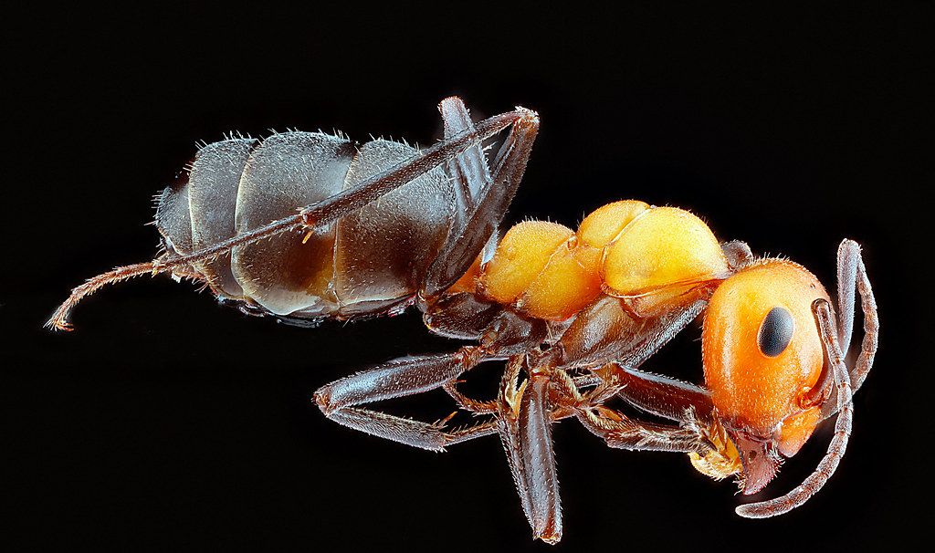 Ant Control service in Plymouth, MN