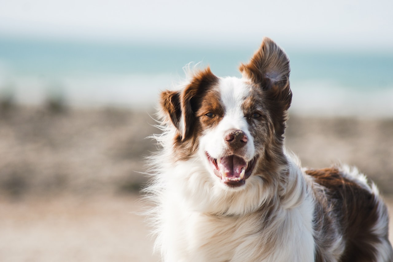 Flea & Tick Control service in Plymouth, MN
