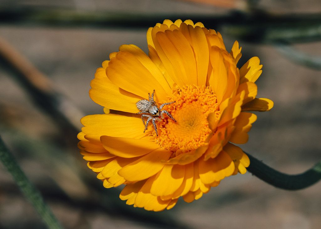 Spider Control service in Plymouth, MN